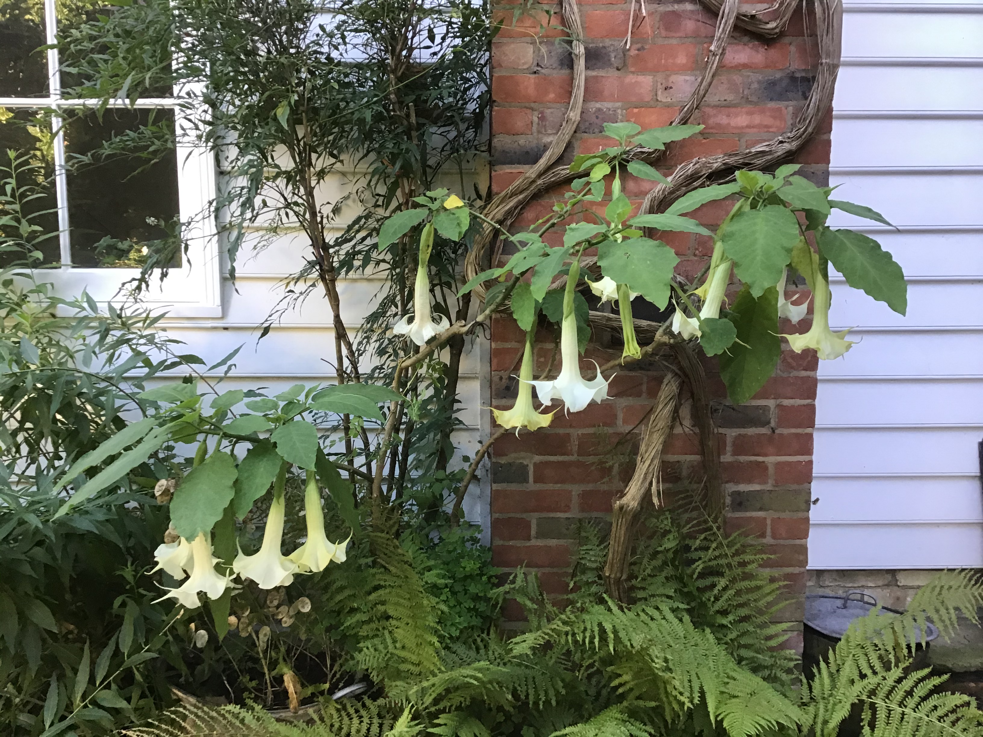 9 October 2020 Brugmansia arborea ‘Knightii’, banished from the conservatory when it got spider mite but loving life next to the Aga chimney! (Photo Judy Rossiter)