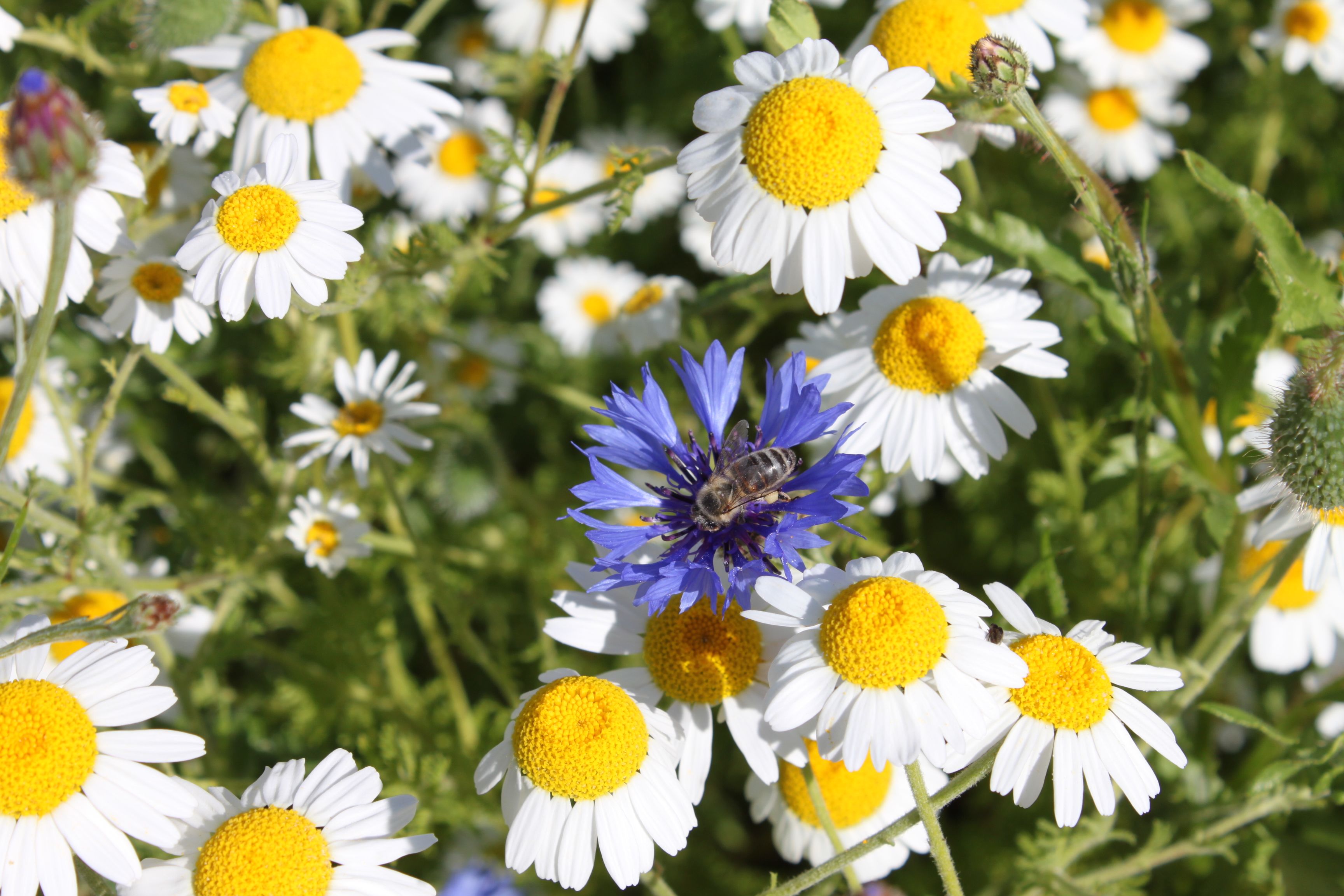 A bee in King's wildflower meadow. Photo by Geoff Moggridge.